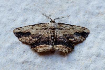 <i>Menophra abruptaria</i>