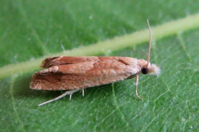 <i>Eucosma</i>