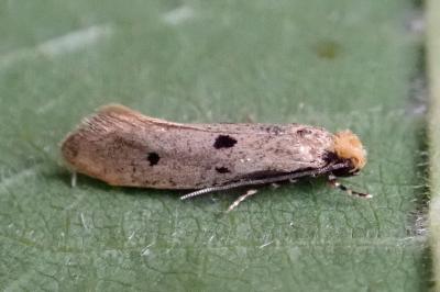 <i>Tinea trinotella</i>