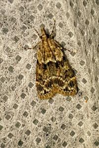 <i>Eudonia mercurella</i>