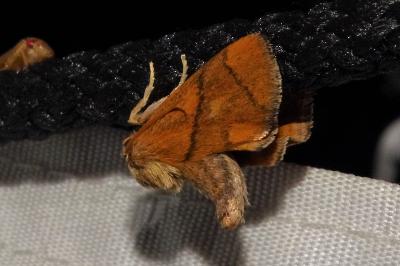 <i>Apoda limacodes</i>