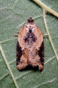 <i>Acleris</i>