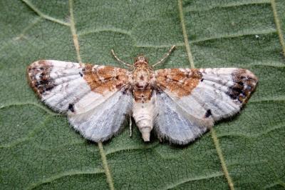 <i>Eupithecia breviculata</i>