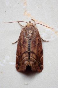 <i>Cosmia affinis</i>