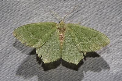 <i>Hemithea aestivaria</i>