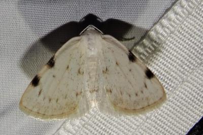 <i>Lomographa bimaculata</i>