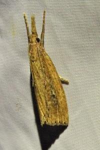 <i>Chilo phragmitellus</i>
