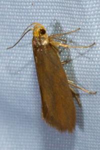 <i>Crassa unitella</i>