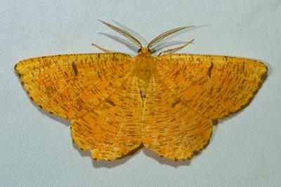 <i>Angerona prunaria</i>