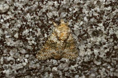 <i>Hecatera dysodea</i>