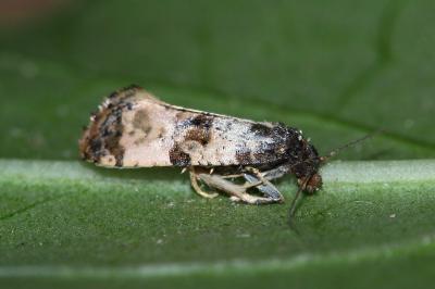 <i>Cochylis atricapitana</i>
