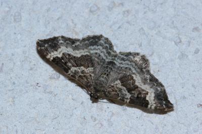 <i>Epirrhoe alternata</i>