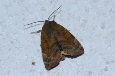 <i>Cosmia affinis</i>