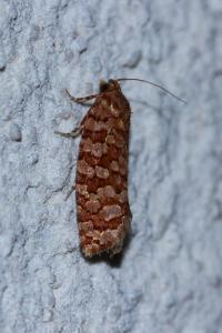 <i>Lozotaeniodes formosana</i>
