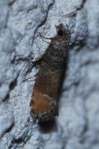 <i>Clavigesta purdeyi</i>