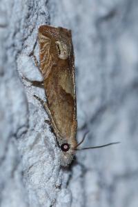 <i>Eucosma conterminana</i>