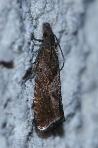 <i>Dichrorampha acuminatana</i>