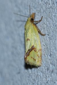 <i>Agapeta hamana</i>