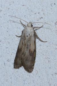 <i>Aphomia sociella</i>