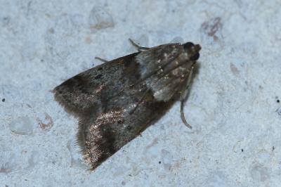 <i>Acrobasis consociella</i>