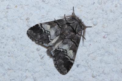 <i>Drymonia querna</i>