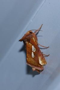 <i>Plusia festucae</i>