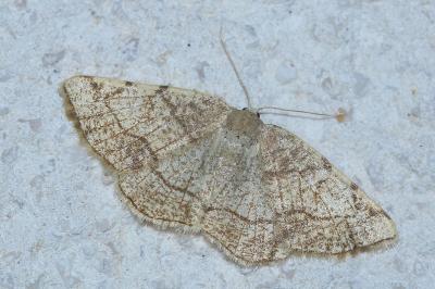 <i>Stegania trimaculata</i>