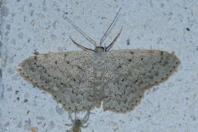 <i>Scopula marginepunctata</i>