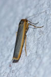 <i>Manulea complana</i>
