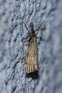 <i>Chrysocrambus linetella</i>