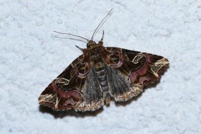 <i>Callopistria juventina</i>