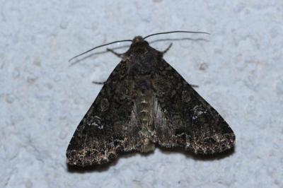 <i>Mamestra brassicae</i>