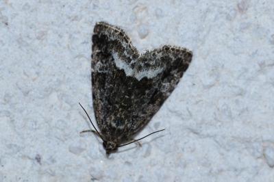 <i>Deltote pygarga</i>