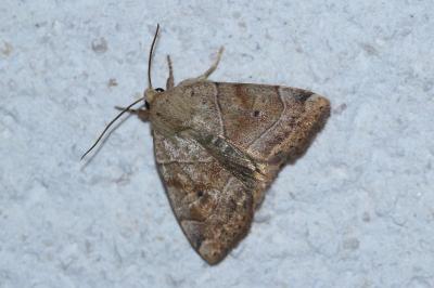 <i>Cosmia trapezina</i>