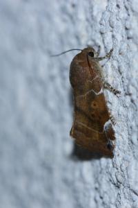 <i>Cosmia affinis</i>