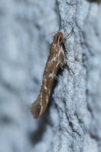 <i>Pyroderces argyrogrammos</i>