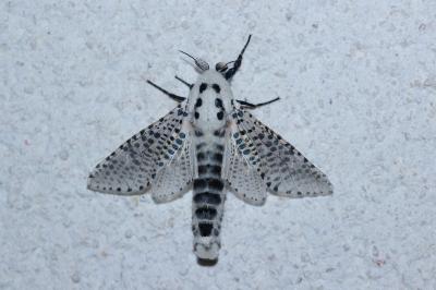 <i>Zeuzera pyrina</i>