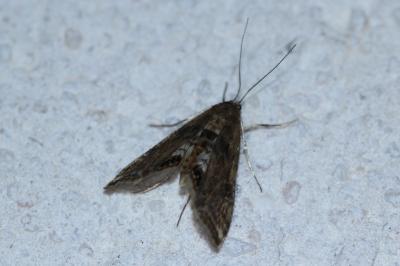 <i>Cataclysta lemnata</i>