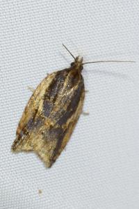 <i>Acleris umbrana</i>