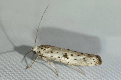 <i>Yponomeuta plumbella</i>