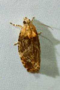 <i>Eudemis profundana</i>