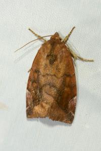 <i>Cosmia pyralina</i>