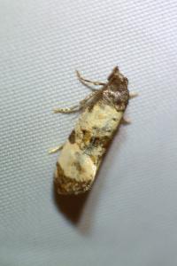 <i>Cochylis atricapitana</i>