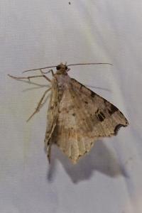 <i>Macaria alternata</i>