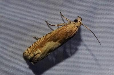 <i>Eucosma cana</i>