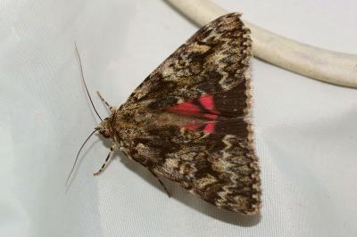 <i>Catocala promissa</i>