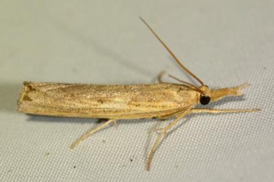 <i>Pediasia contaminella</i>