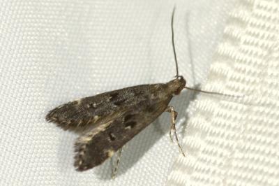 <i>Dichomeris alacella</i>