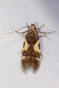 <i>Teleiodes luculella</i>
