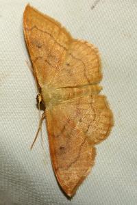 <i>Idaea rubraria</i>